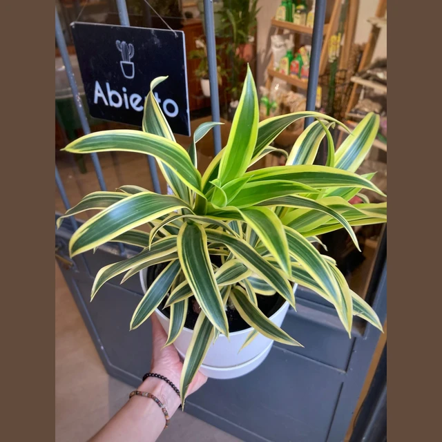 Dracena Pleomele Dracena Pleomele
