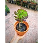 Aeonium Arboreum Aeonium Arboreum
