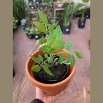 Tomate Cherry Tomate Cherry