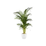 Brussels Round 16 cm White