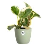 Brussels Round 16 cm Sorbet Green