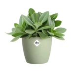 Brussels Round 18 cm Sorbet Green