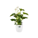 Brussels Round 30 cm White