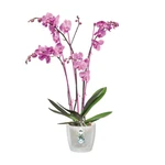 Brussels Orchid 12,5 cm Transparente