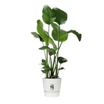 Greenville Round 30 cm White