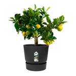 Greenville Round 40 cm Living Black