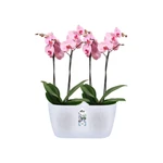 Brussels Orchid Duo 25 cm Transparent