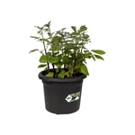 Green Basics Potato Pot 33 cm Black