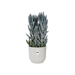 Maceta Vibes Fold Round 16 cm Silky White