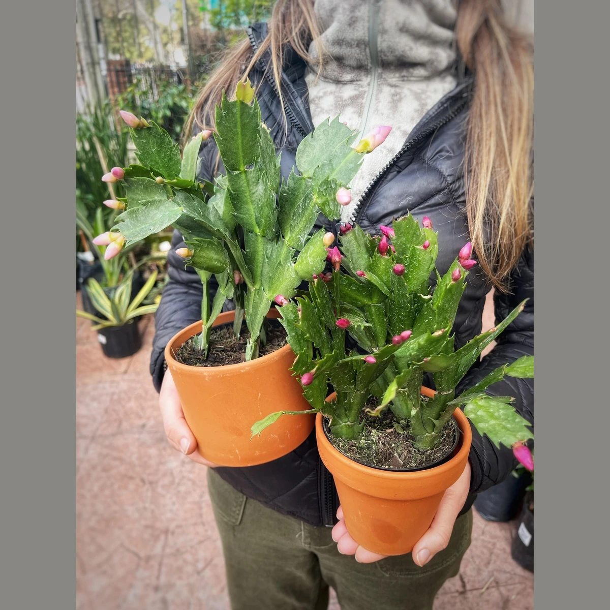 Schlumbergera (Flor de Mayo) 