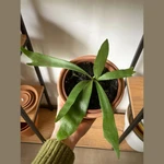Platycerium (Cuerno de Alce) Platycerium (Cuerno de Alce)