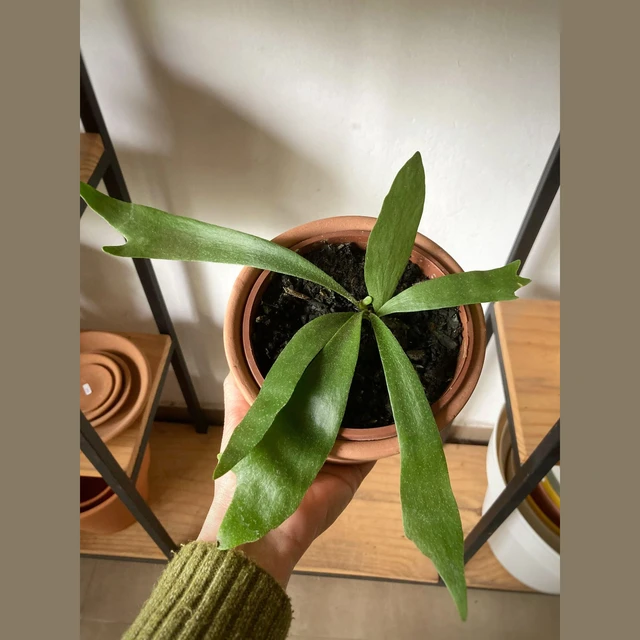 Platycerium (Cuerno de Alce) Platycerium (Cuerno de Alce)