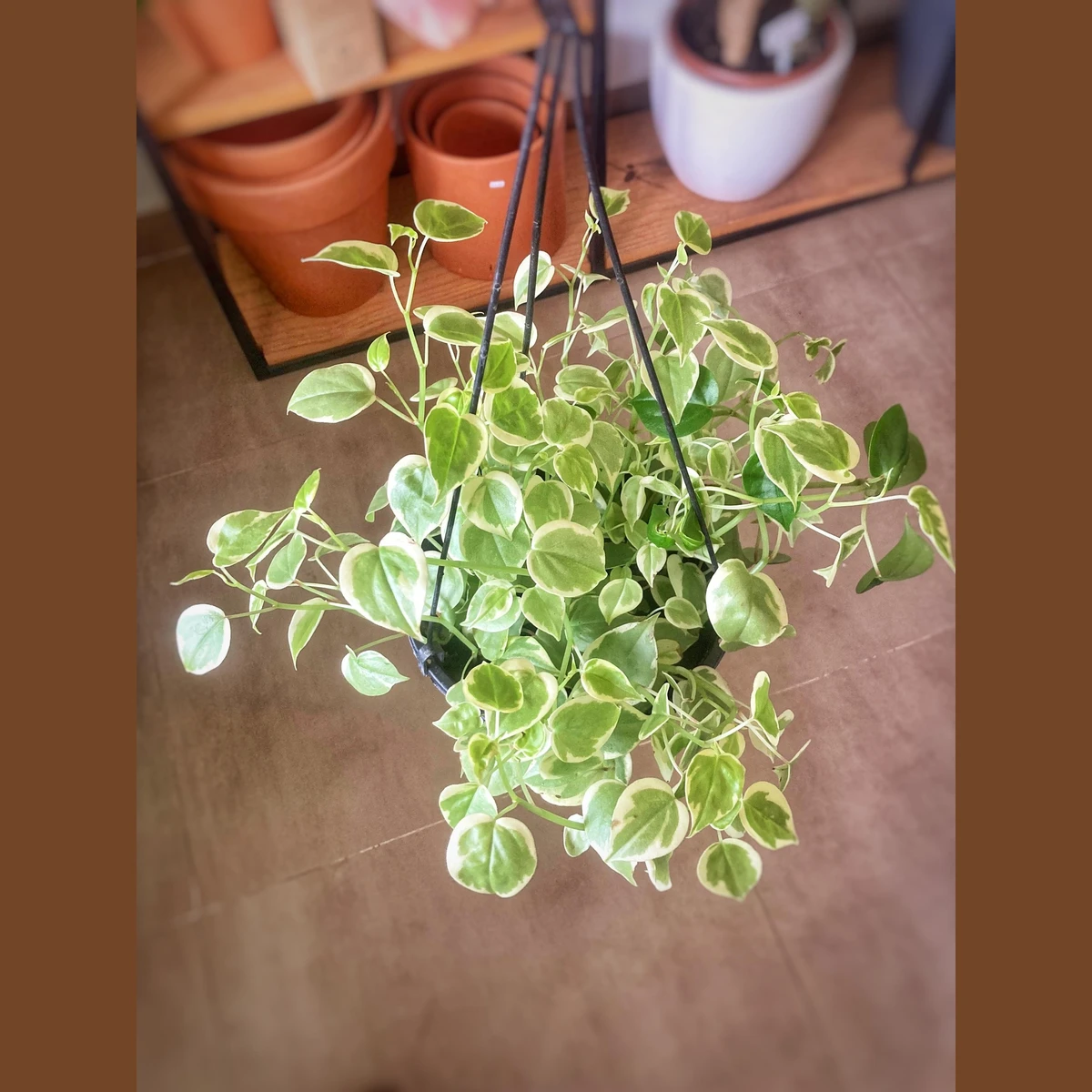 Peperomia Scandens Variegada 
