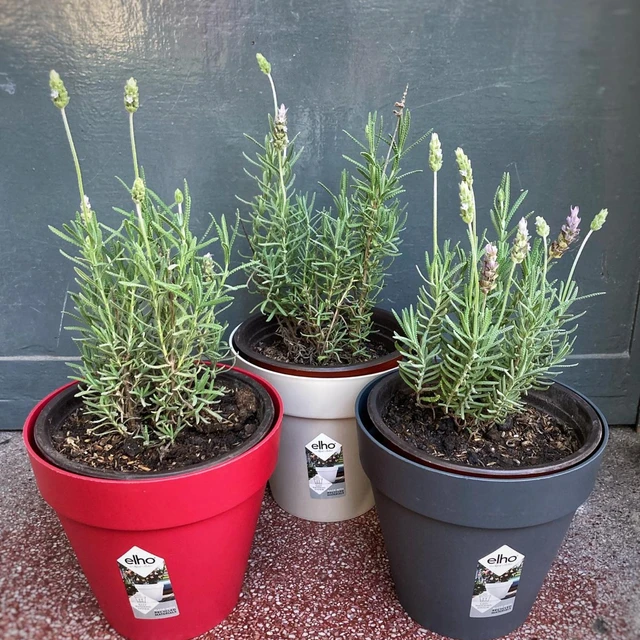 Lavanda Mediana Lavanda Mediana