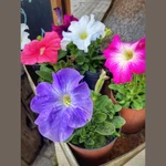 Petunias Petunias