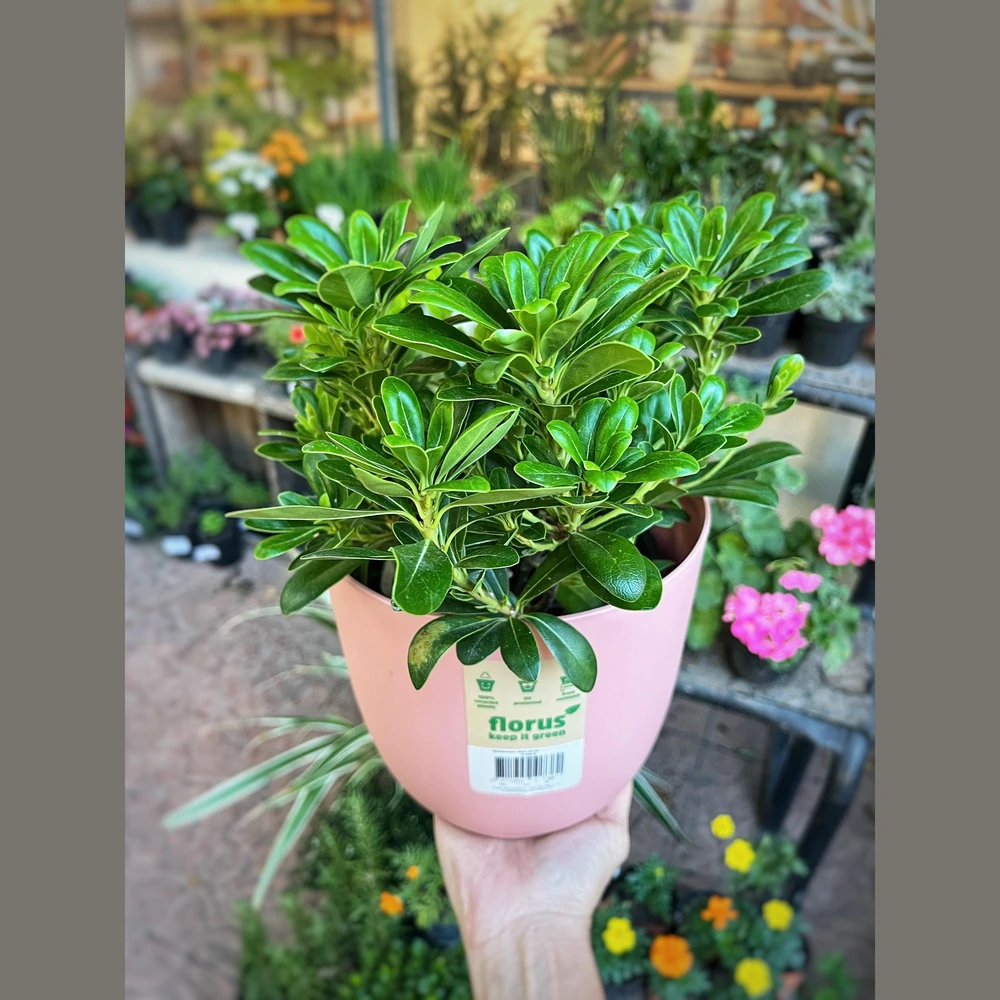 Pitosporum Nana Pitosporum Nana