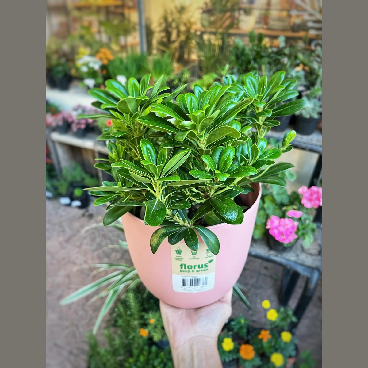 Pitosporum Nana 