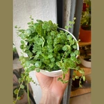 Peperomia Prostrata (cuello de tortuga) Peperomia Prostrata (cuello de tortuga)