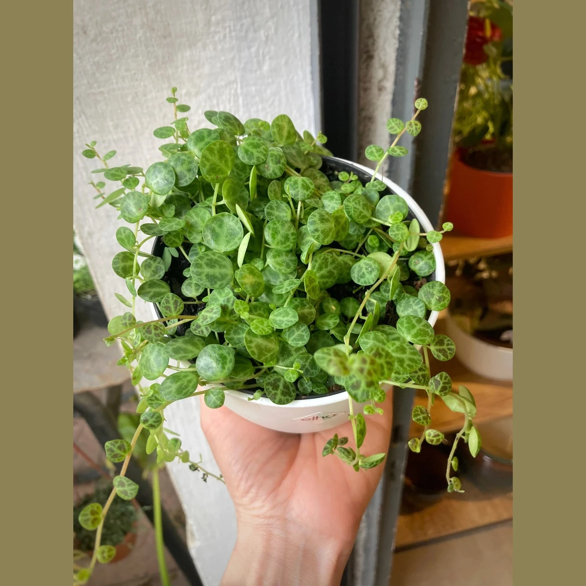 Peperomia Prostrata (cuello de tortuga) 