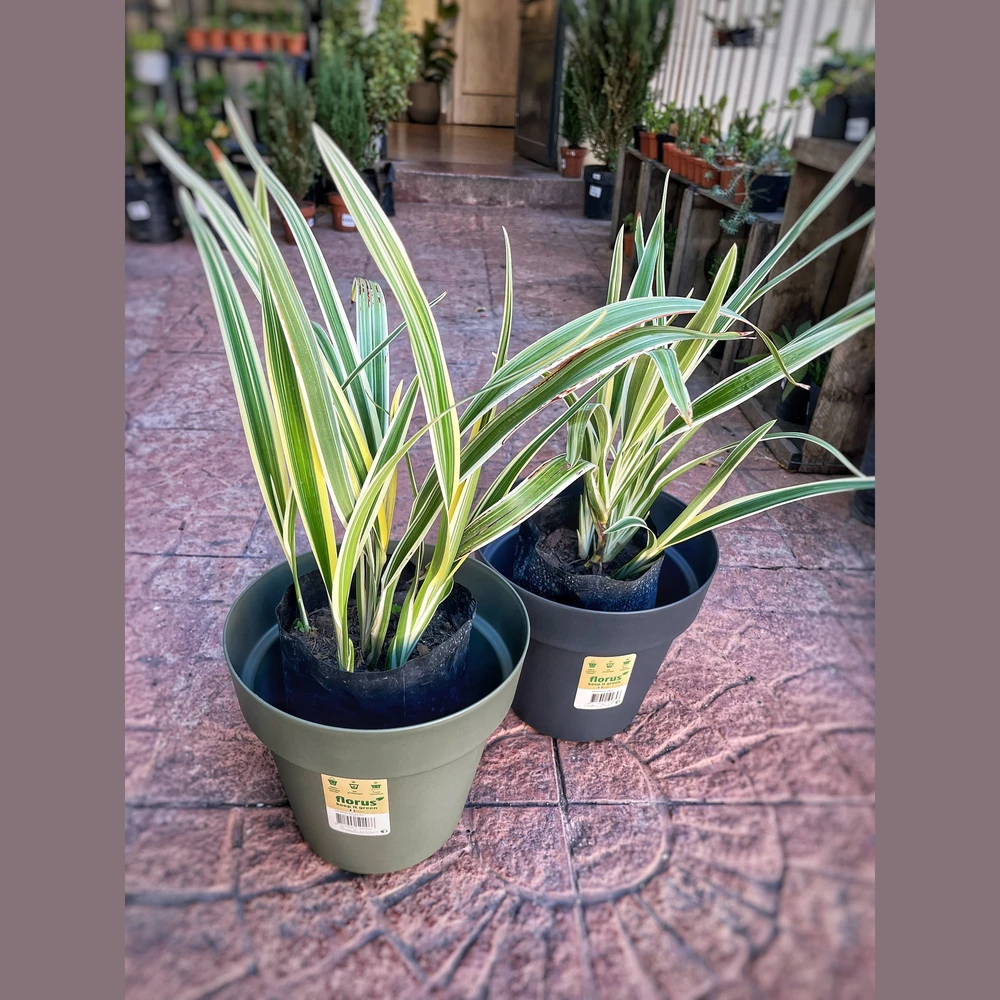 Dianella tasmanica variegata Dianella tasmanica variegata