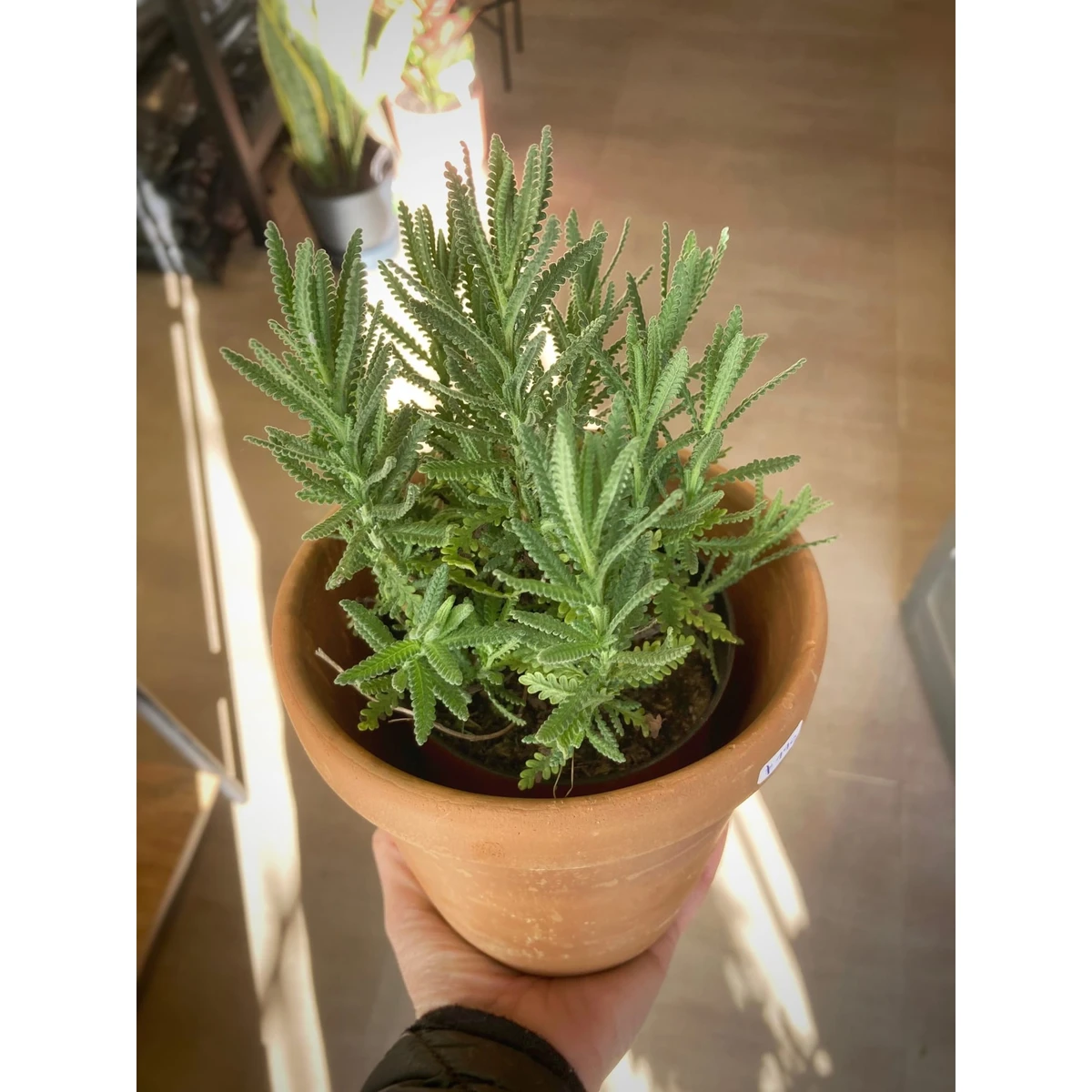 Lavanda Pequeña 