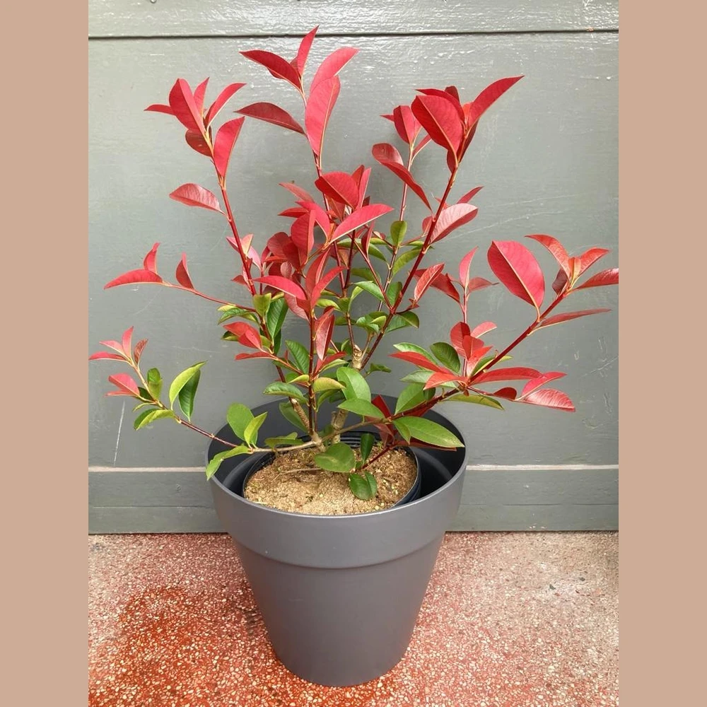 Photinia Photinia