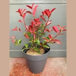 Photinia Photinia