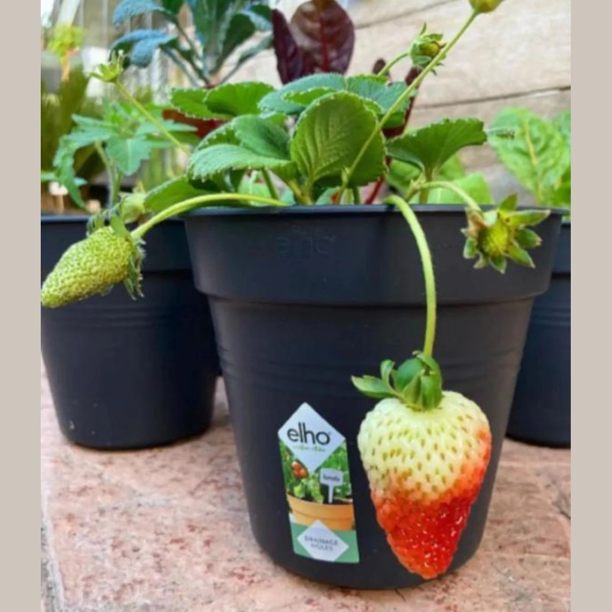 Frutilla 
