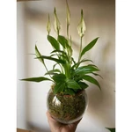 Spathiphyllum en bowl de vidrio con musgo Spathiphyllum en bowl de vidrio con musgo