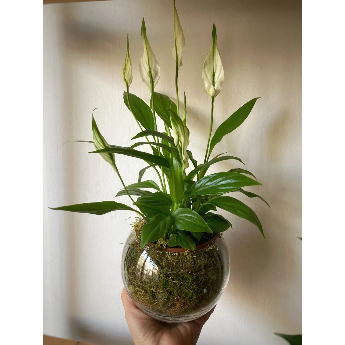 Spathiphyllum en bowl de vidrio con musgo 