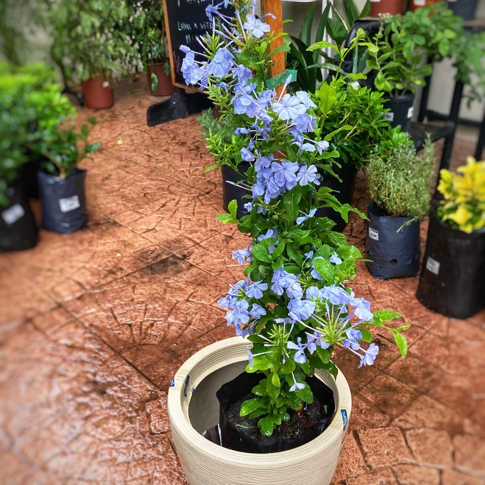 Plumbago Jazmin Celeste Plumbago Jazmin Celeste