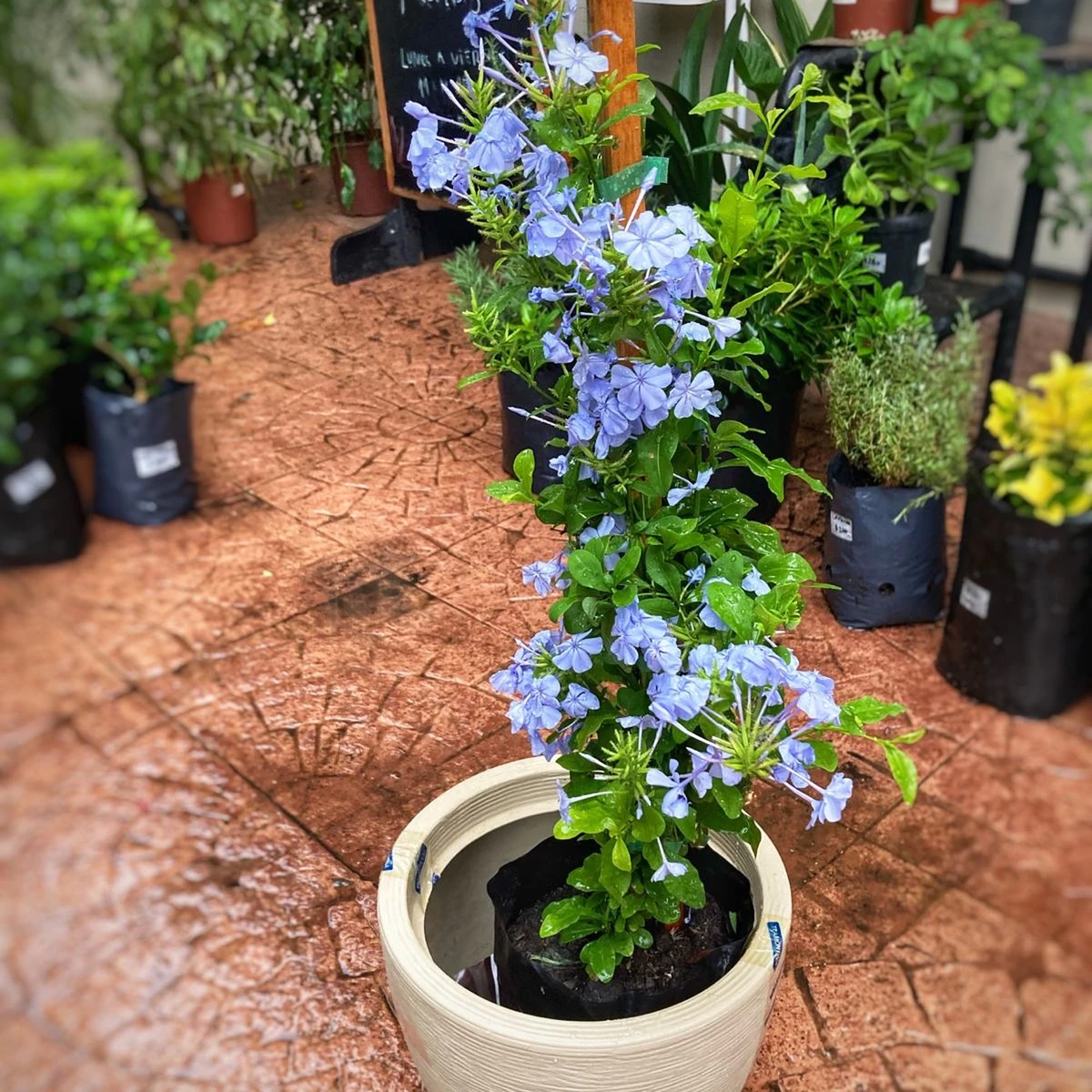 Plumbago Jazmin Celeste 