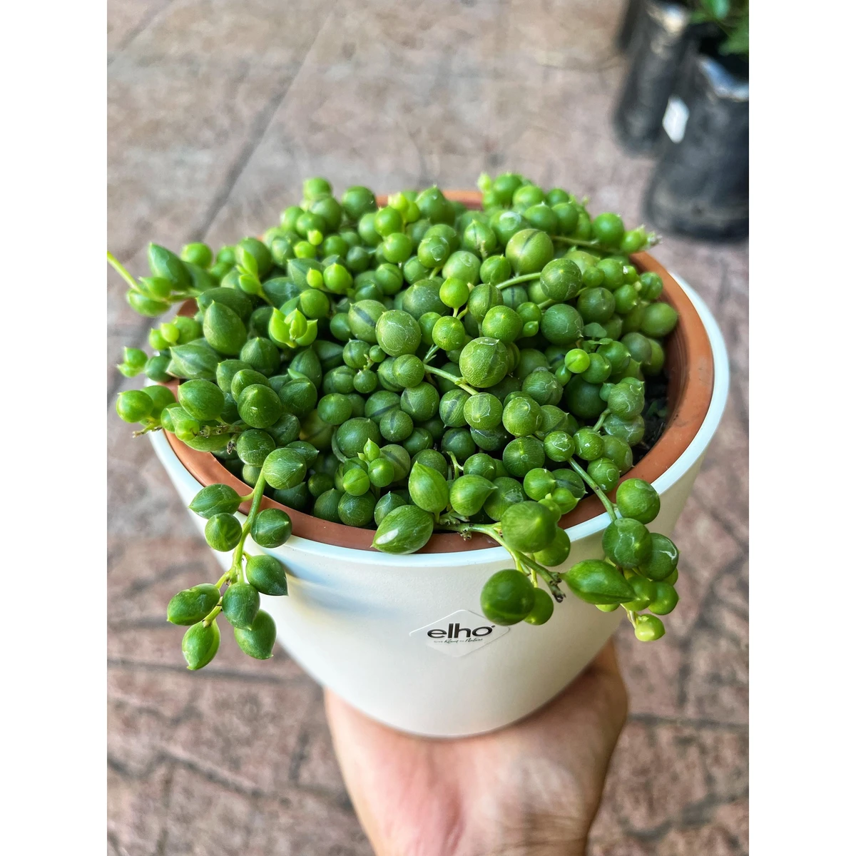 Senecio Rowleyanus (suculenta del rosario) 