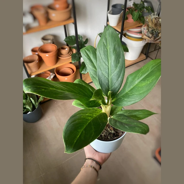 Aglaonema King of Siam Aglaonema King of Siam