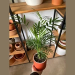 Chamaedorea Elegans Chamaedorea Elegans