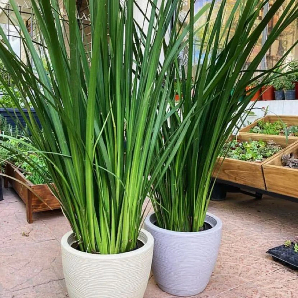Dietes Dietes
