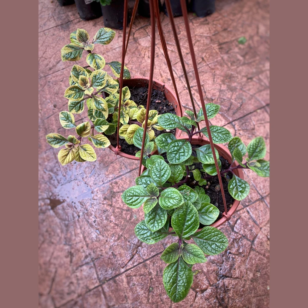 Plectranthus (planta del dólar) Plectranthus (planta del dólar)