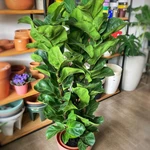 Ficus Lyrata grande Ficus Lyrata grande