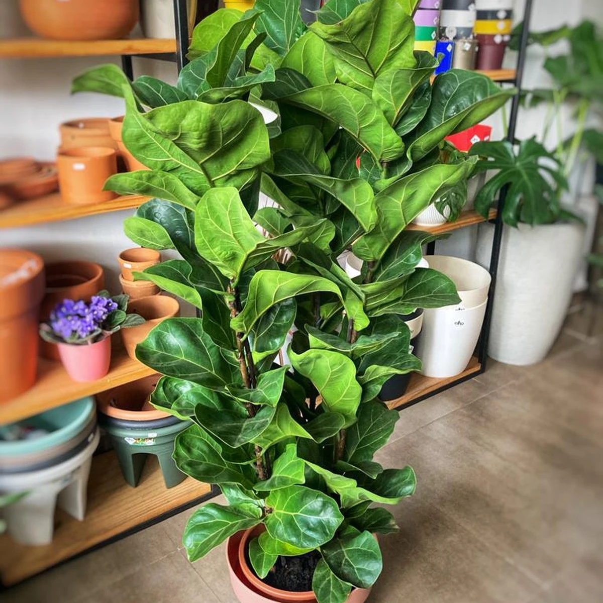 Ficus Lyrata grande 