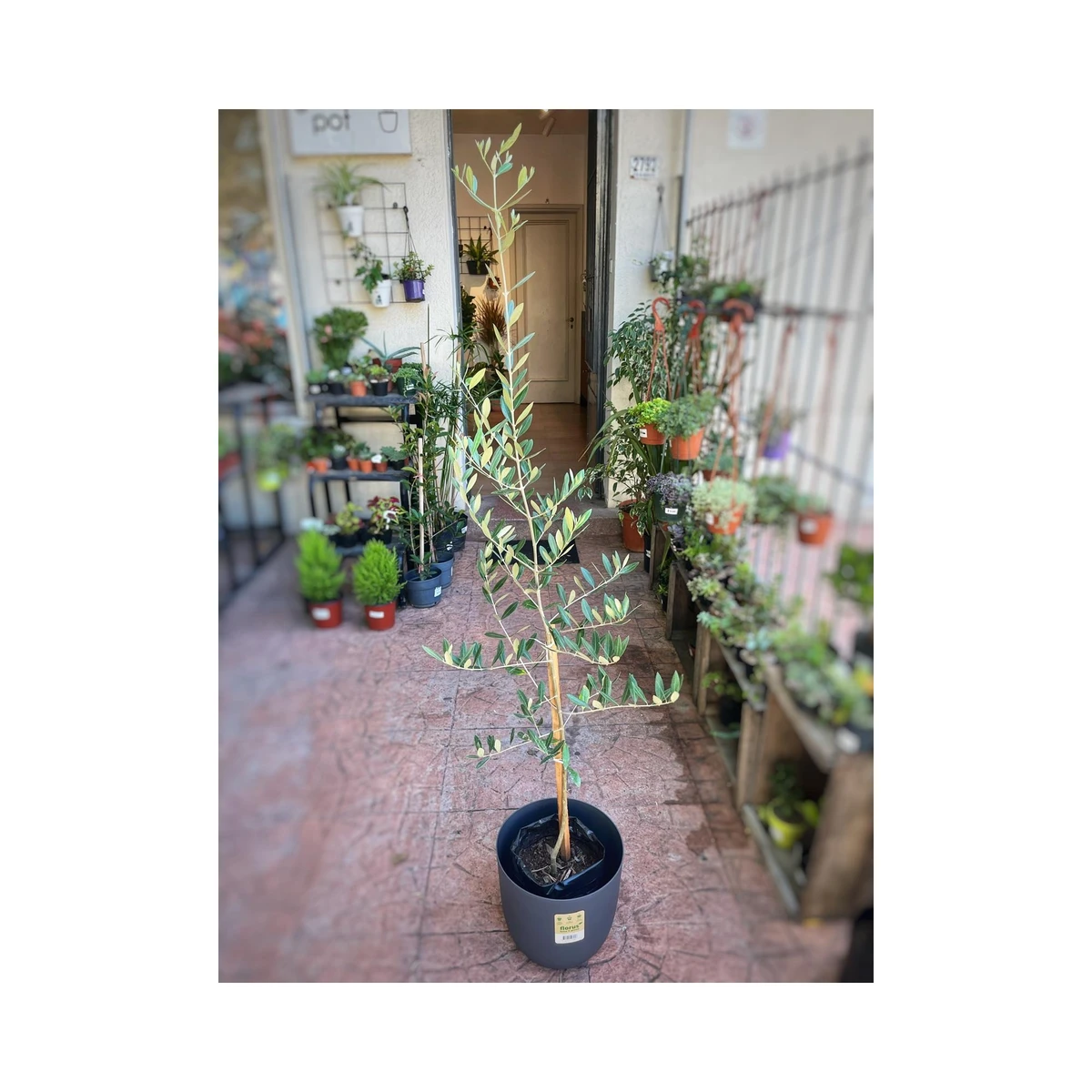 Olivo 