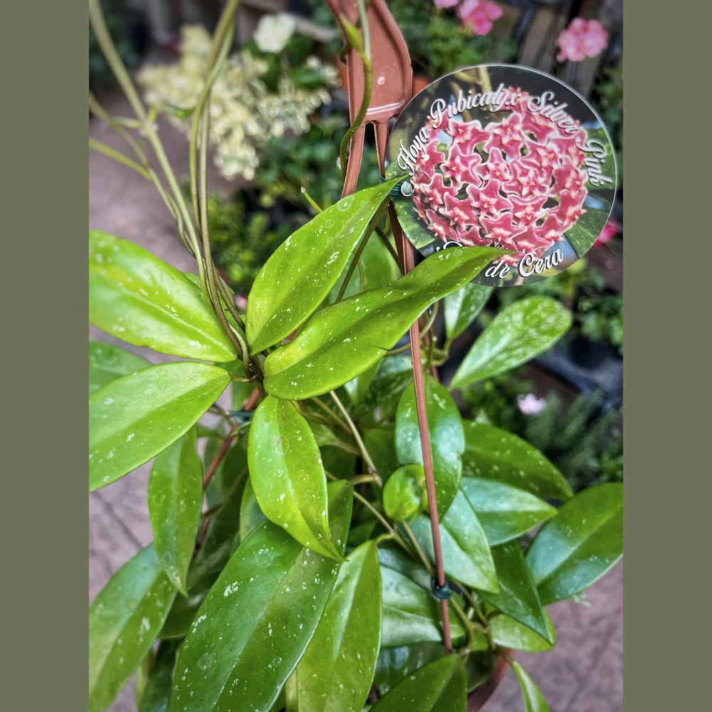 Flor de nacar (Hoya Carnosa) Flor de nacar (Hoya Carnosa)