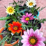 Gazanias (Margarita Africana) Gazanias (Margarita Africana)