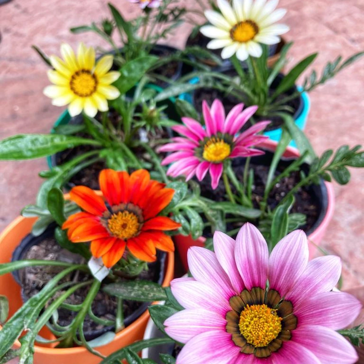 Gazanias (Margarita Africana) 