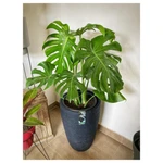Monstera Deliciosa Grande Monstera Deliciosa Grande