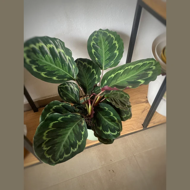 Calathea Roseopicta Grande Calathea Roseopicta Grande
