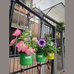 Petunias colgantes Petunias colgantes