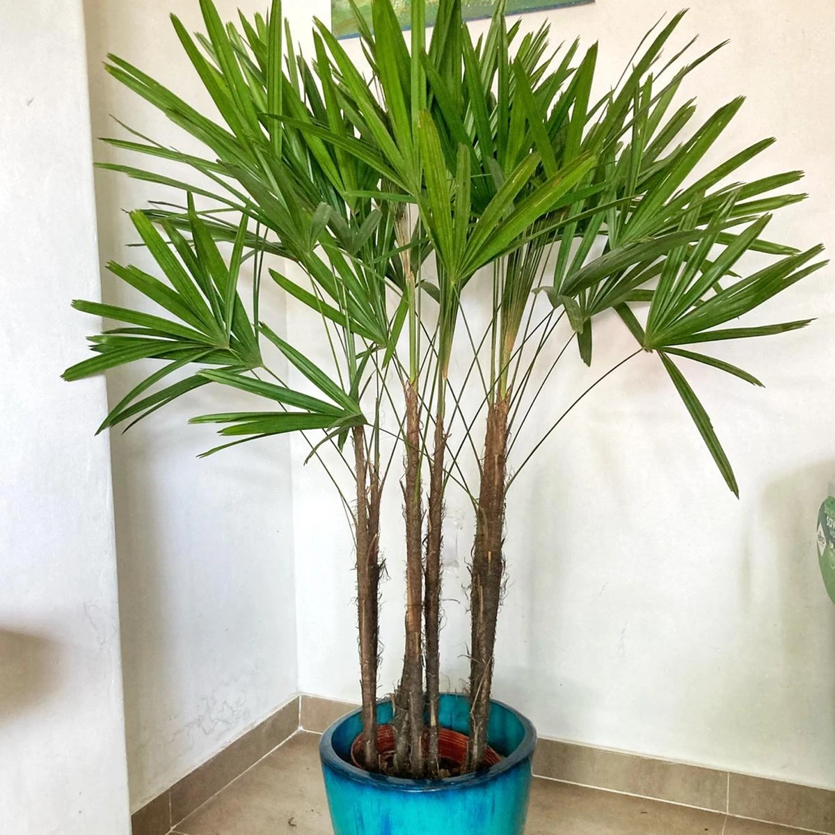Raphis Excelsa grande (con tronco) 