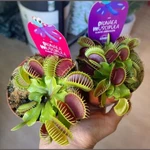 Planta Carnivora. Venus Atrapamoscas Planta Carnivora. Venus Atrapamoscas