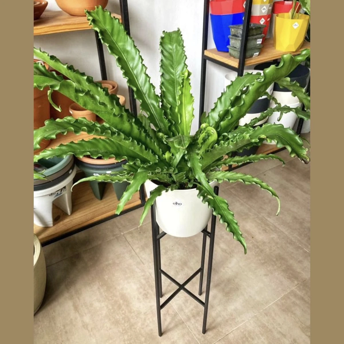 Asplenium Crespo 