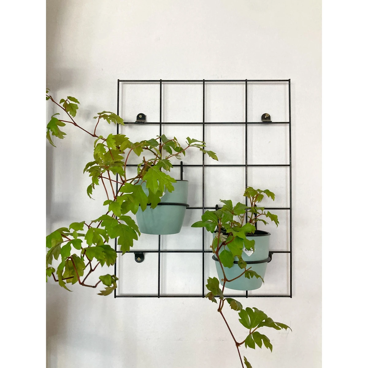 Cissus 
